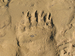 Alaska Grizzly footprint 