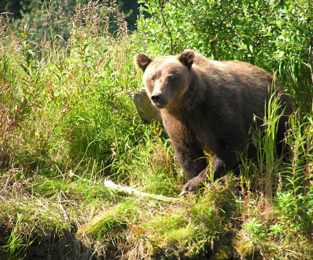 grizzly alaska 2