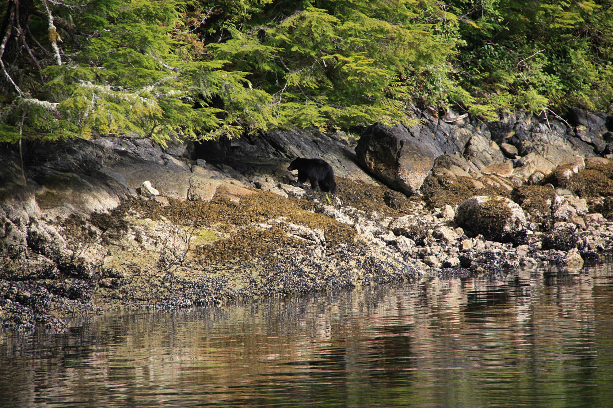 Bear Watching, Tofino, Tofino Bear Watching, West Coast Aquatic Safaris, Wildlife Tours Tofino, Vancouver Island, Traveling Islanders, Vancouver Island bear tours