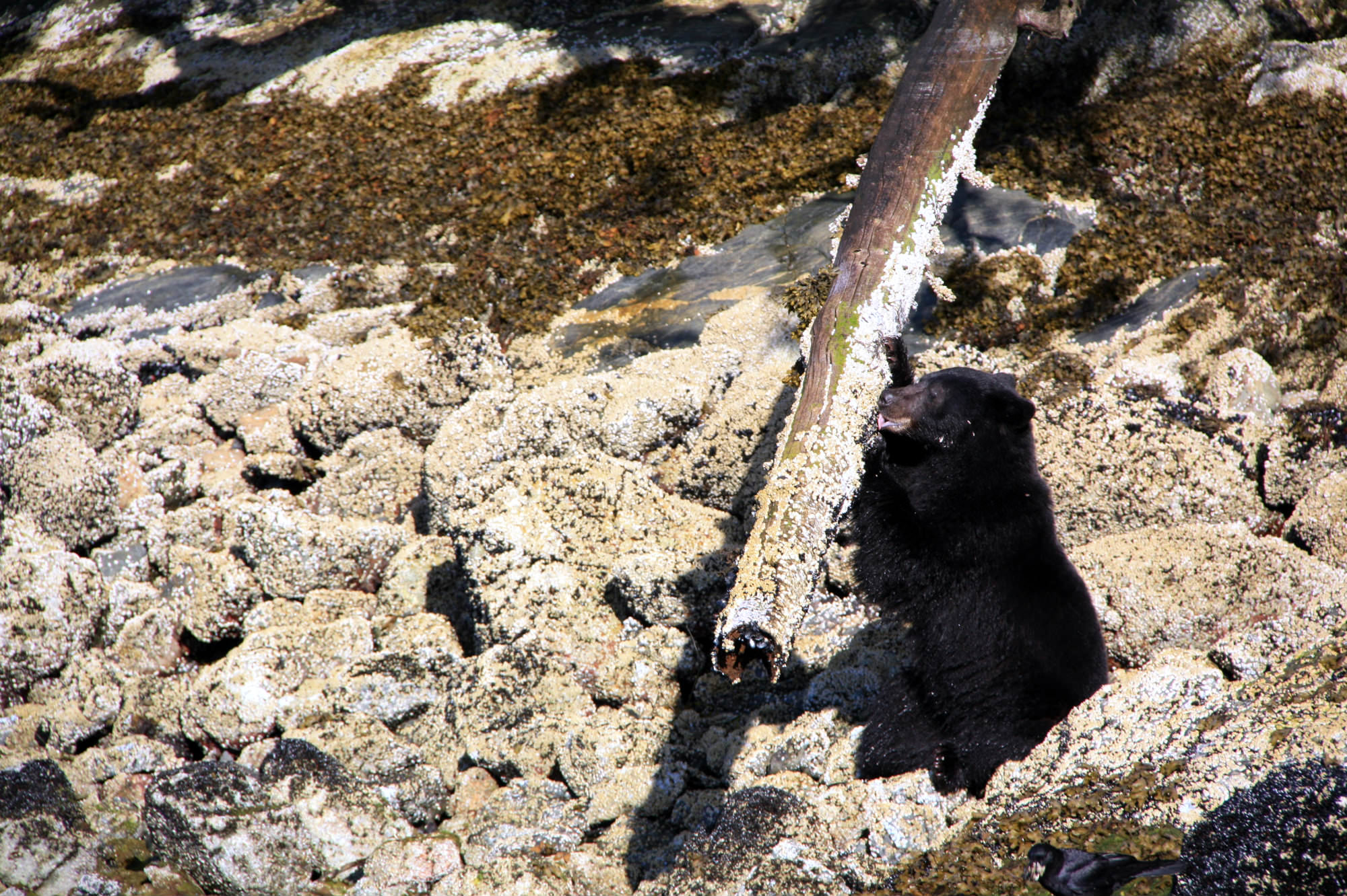 Bear Watching, Tofino, Tofino Bear Watching, West Coast Aquatic Safaris, Wildlife Tours Tofino, Vancouver Island, Traveling Islanders, Vancouver Island bear tours, Vancouver Island wildlife, Black bear tours Tofino