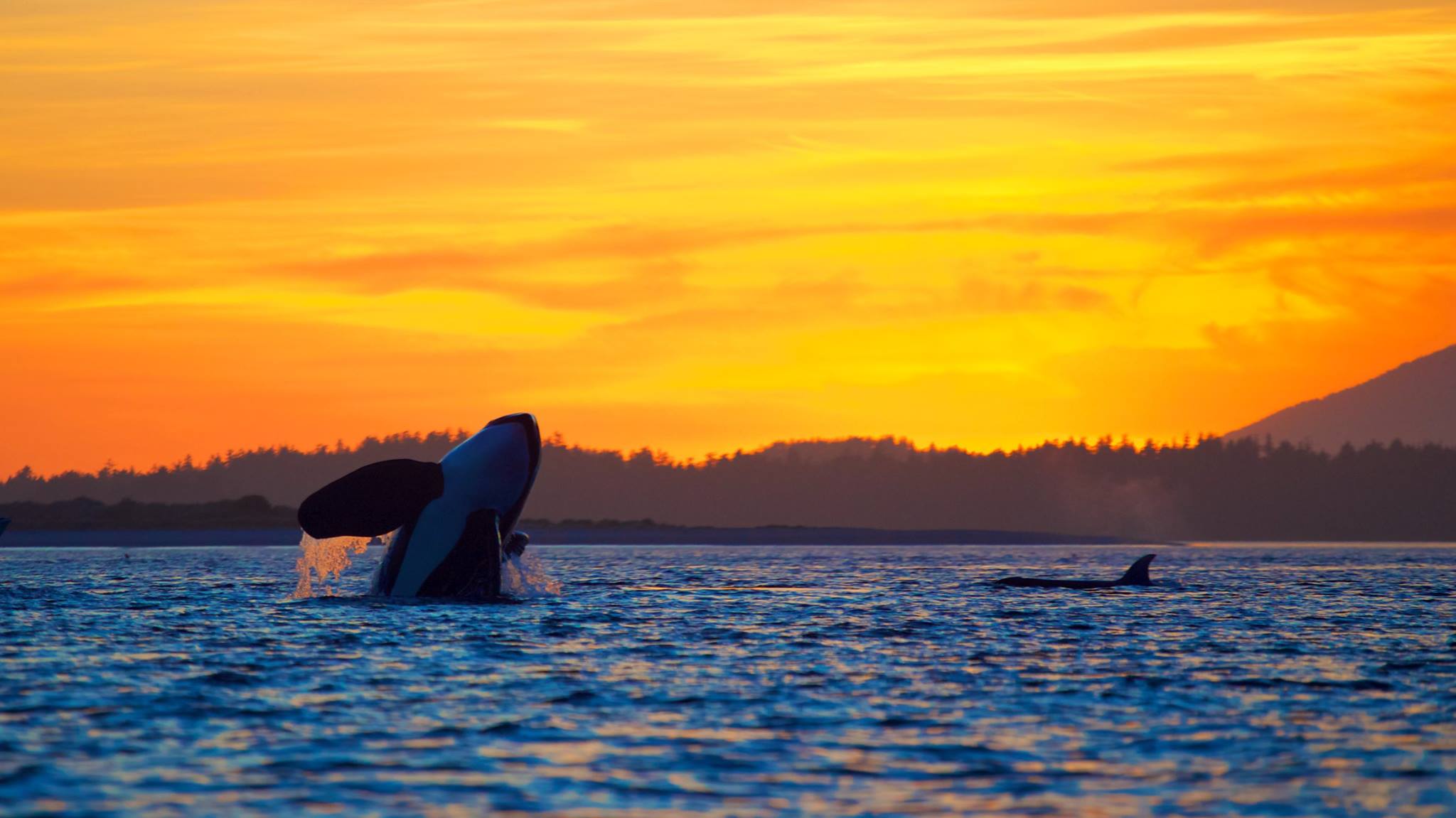 West Coast Aquatic Safaris, Tofino Whale Watching, Tofino, Traveling Islanders