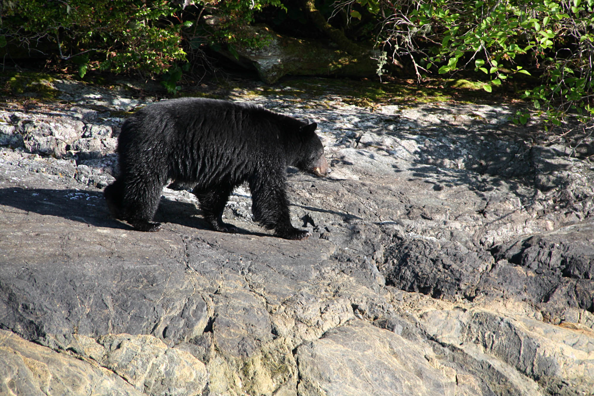 Bear Watching, Tofino, Tofino Bear Watching, West Coast Aquatic Safaris, Wildlife Tours Tofino, Vancouver Island, Traveling Islanders, Vancouver Island bear tours