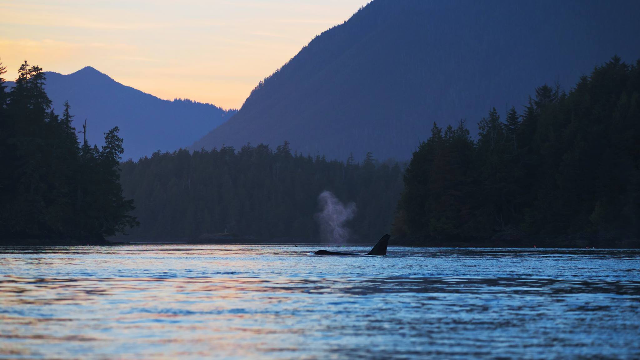 Tofino Whale Watching, West Coast Aquatic Safaris, Traveling Islanders