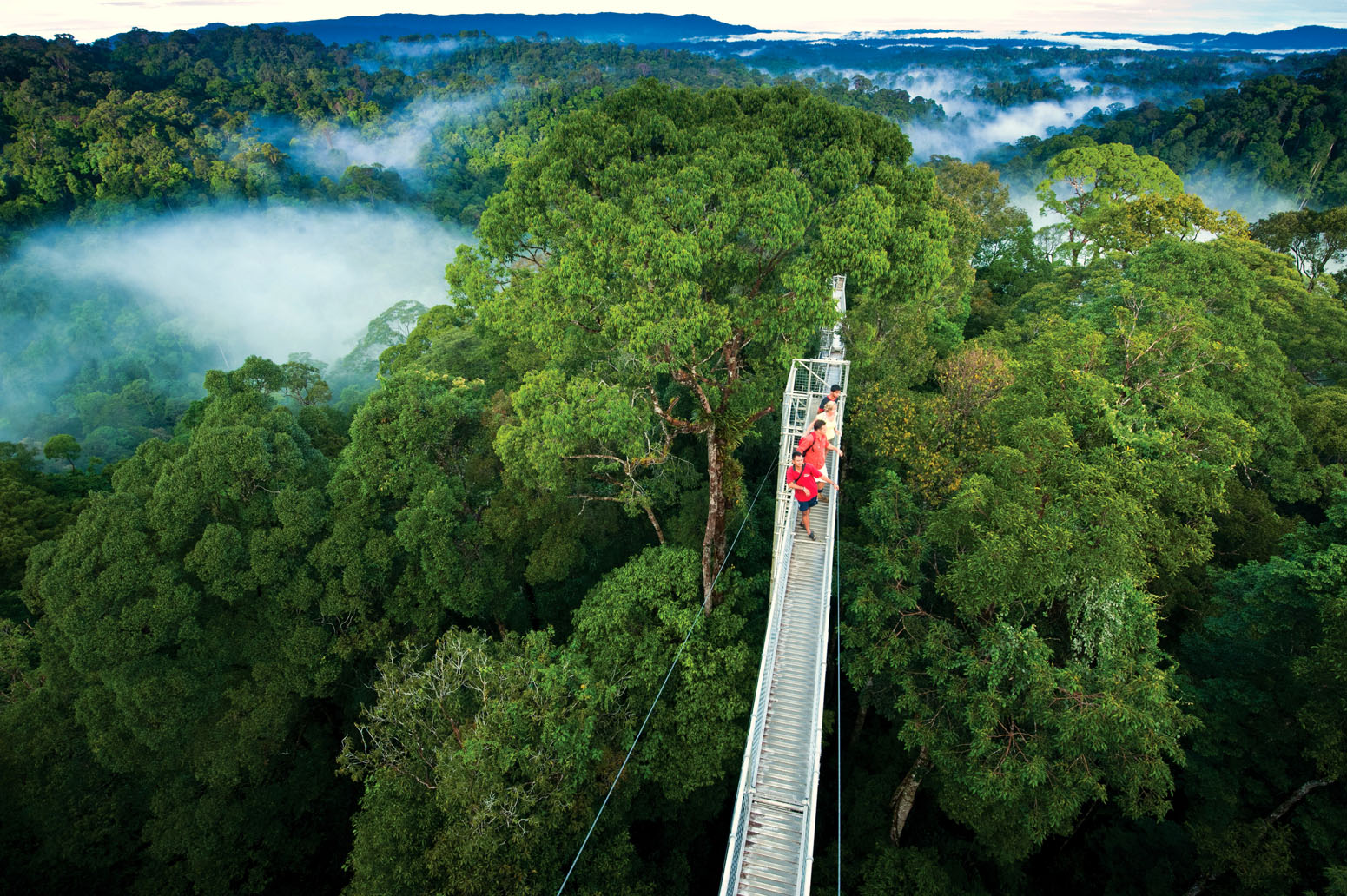 Travel to Borneo, Walk above a rainforest in Borneo, Borneo Rainforest, Borneo Activities, Borneo hikes, Borneo Tour, Borneo Adventures