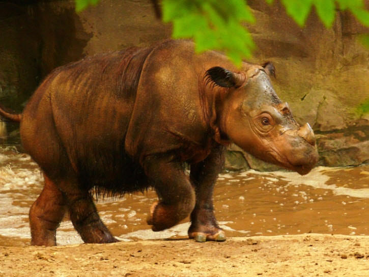 Photo Credit: www.fightforrhinos.com