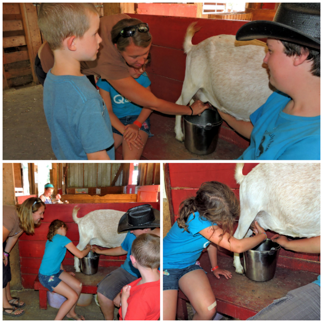 Tiger Lily Farm, kids fun activities, Parksville activities, things to do in parksville, petting zoo