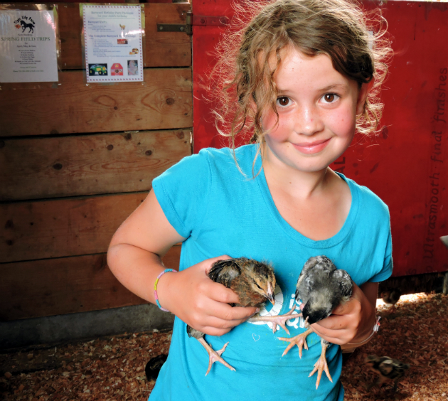 Tiger Lily Farm, Petting zoo in parksville, kids activities, Parksville, Chickens