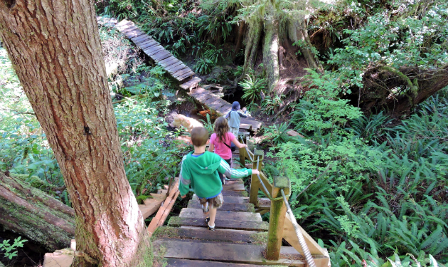 Tofino Water Taxi, Mears Island Big Tree Trail, Tofino Hikes,
