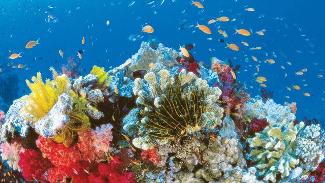 underwater in Australia, Australia attractions, Great barrier reef