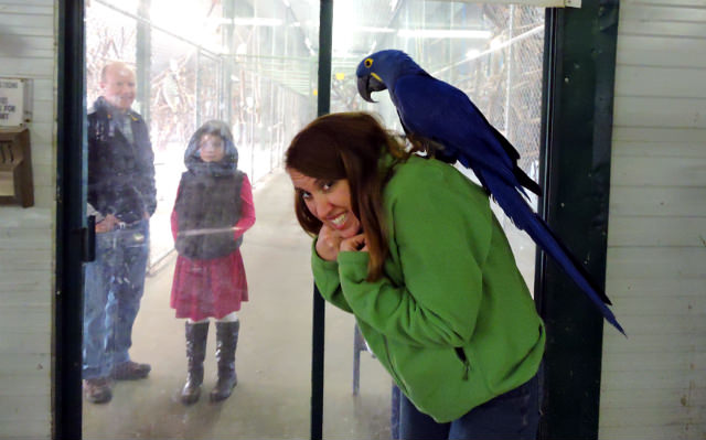Parrot, exotic birds, Parksville activities, Parksville tourist, Vancouver Island parrot refuge