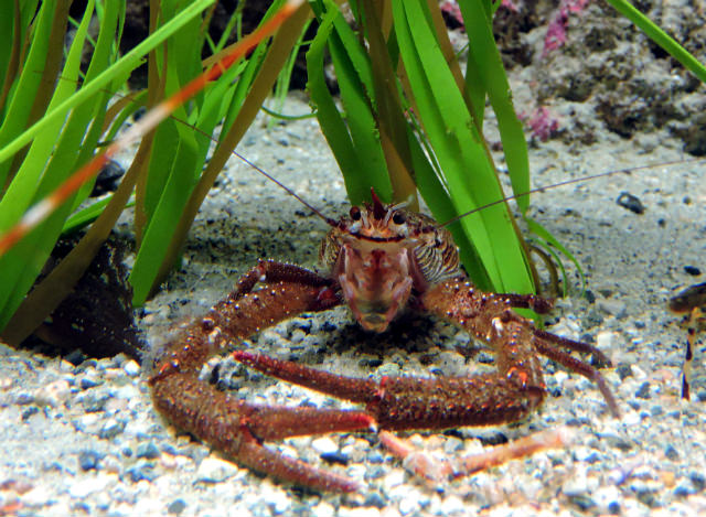 Ocean_Discovery_Centre_Crabs