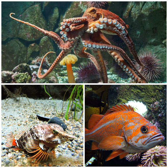 Victoria Aquarium, Sidney Aquarium, Ocean Discovery Centre, Salish Sea marine life