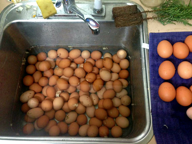 Chicken Eggs, Saving up for Disney, backyard chickens