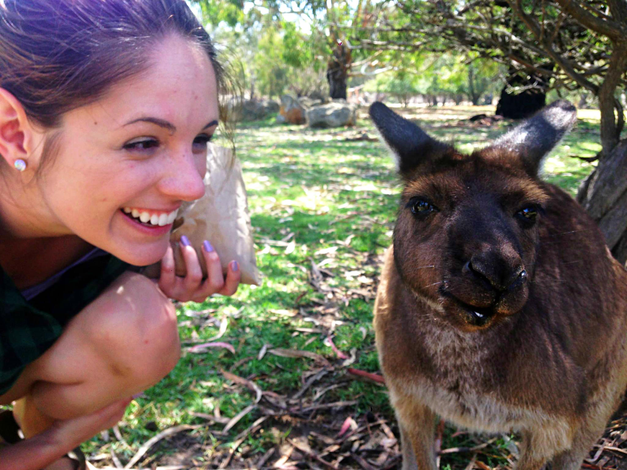 Australia, things to do in Australia, Kangaroo visit in Australia