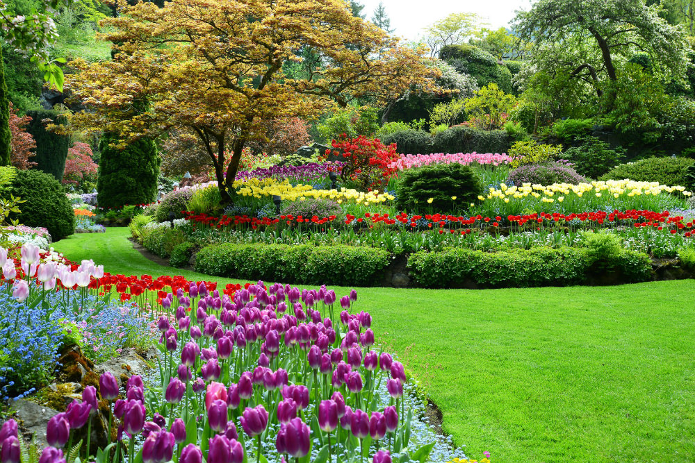 Butchart Gardens, Romantic activities in Victoria, things to do in Victoria, Flower Gardens, Vancouver Island activities,