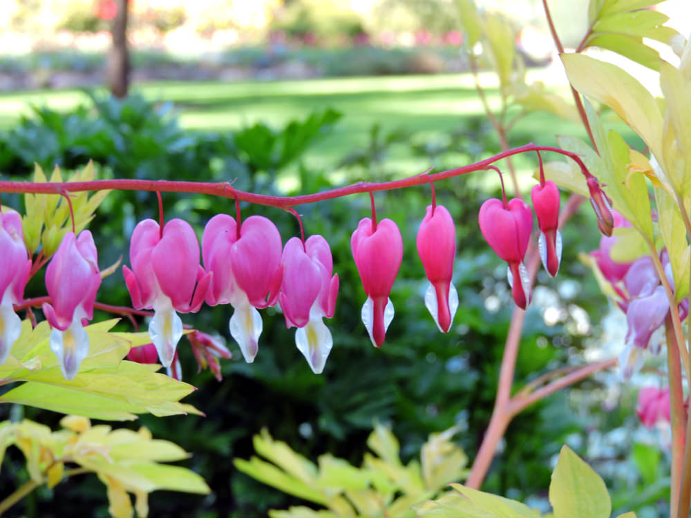 Bleeding Hearts, Butchart Gardens, World famous flower gardens, Vancouver Island best activities, Victoria must do, Vancouver Island travel blog