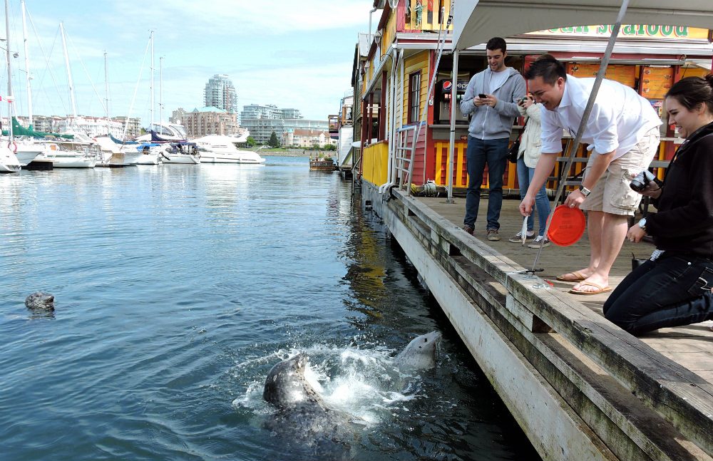 Fisherman's wharf, Victoria Seals, Feeding seals in Victoria, Romantic Dates in Victoria, Chateau Victoria