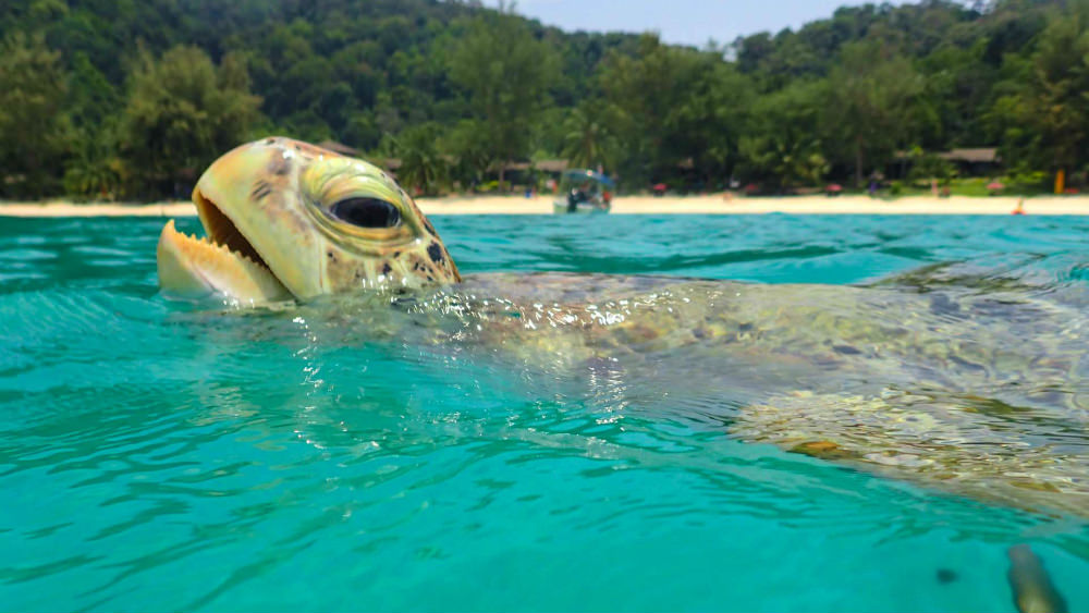 Malaysia-Tanja-Perhentians_turtles