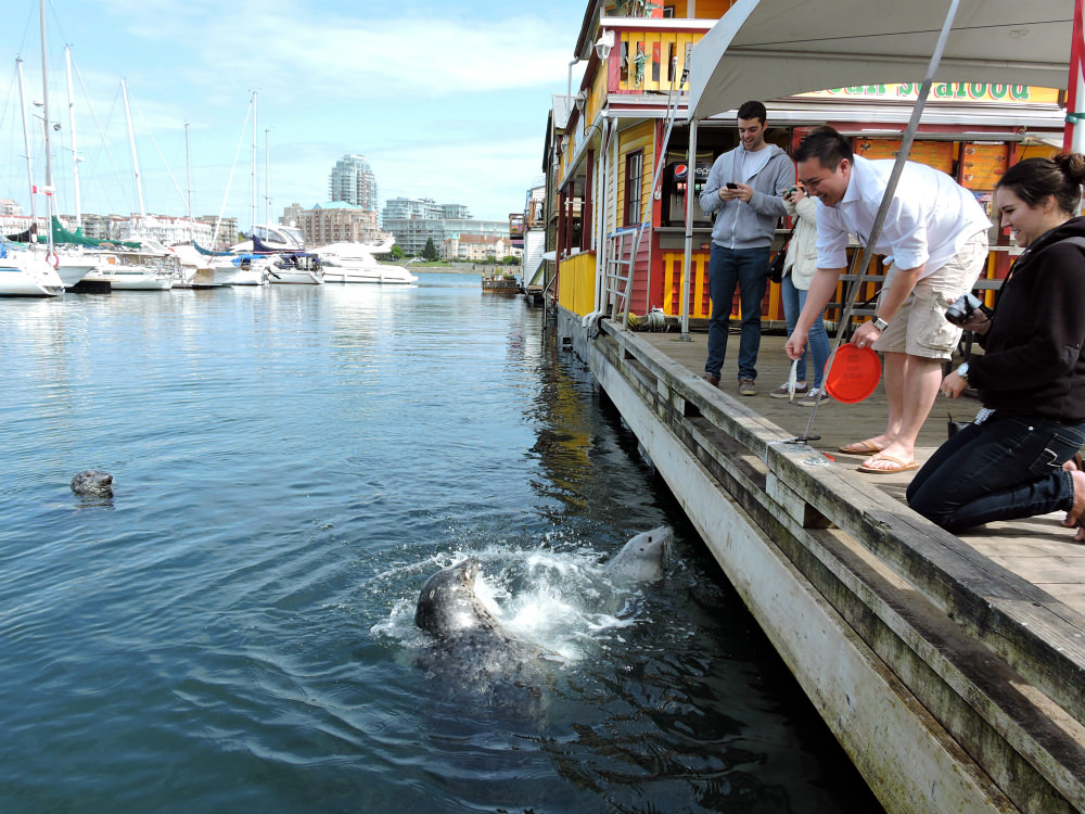 Victoria feed seals, Victoria seals, Fisherman's wharf, Victoria, water taxi, Things to do in Victoria, Barb's fish and chips, Victoria fish and chips, Victoria Seafood, Victoria Water taxi, Victoria inner-harbour, where can you feed seals in Victoria
