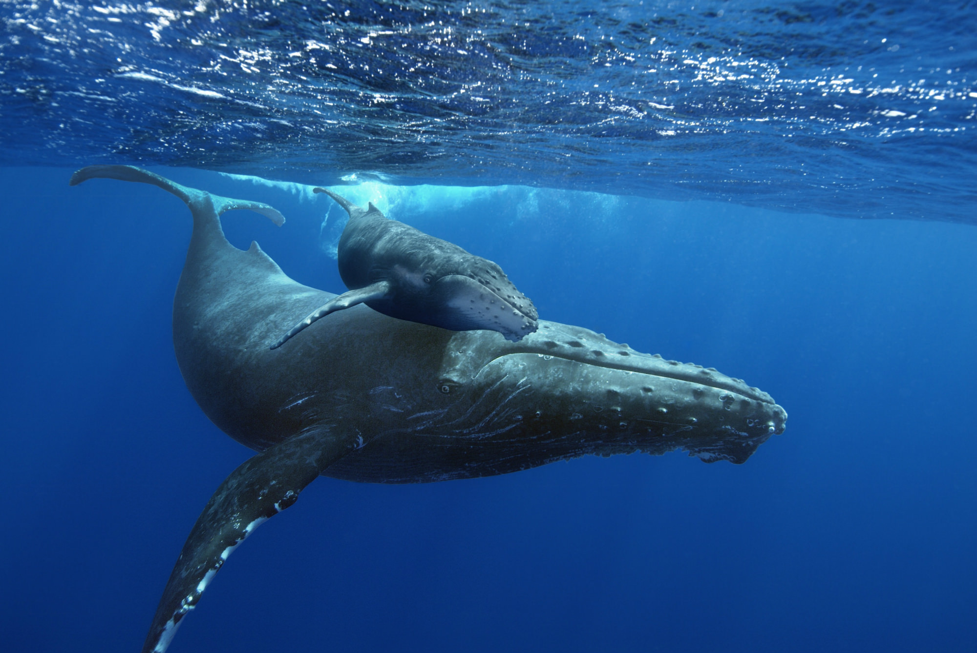 Humpback Whales, Victoria IMAX, Humpback, 