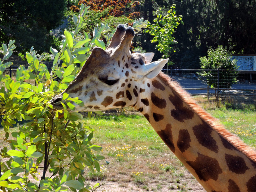 6 Tips For Families visiting Greater Vancouver Zoo Traveling Islanders