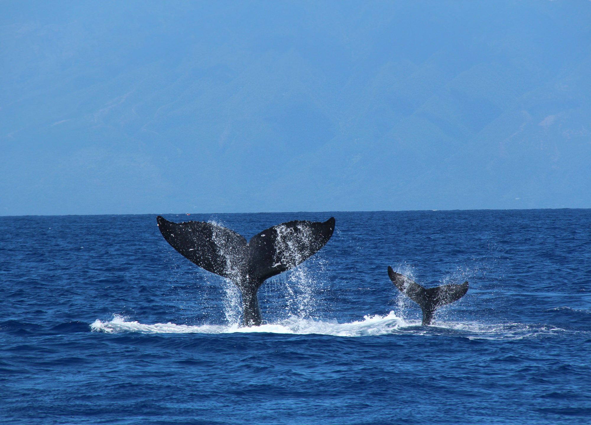Orca Spirit, Victoria Whale Watching, Humpback Whales, Victoria IMAX, Humpback,