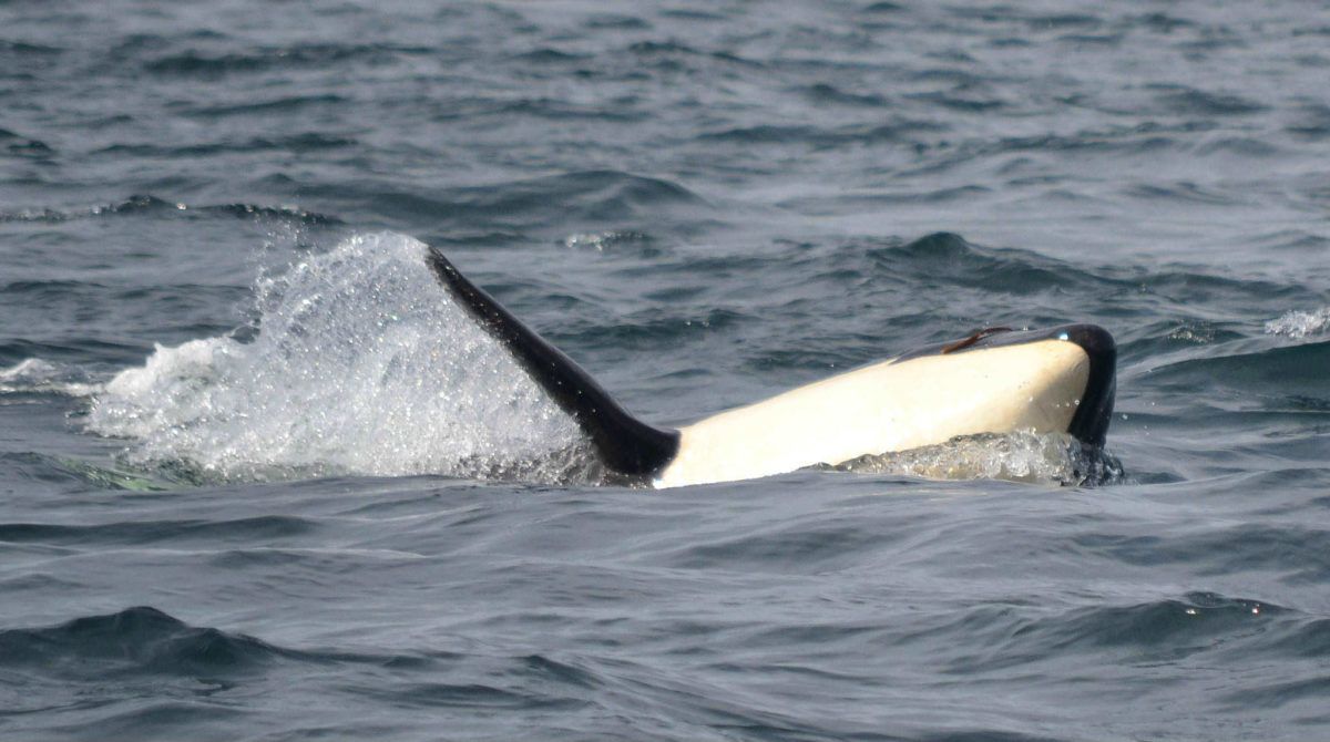 Orca_Spirit_Adventures_Victoria_Van_Isl