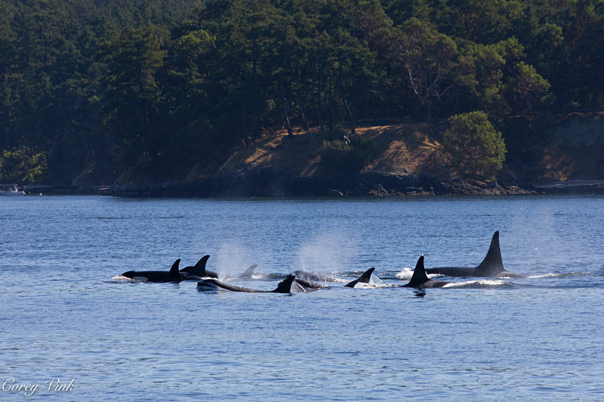 Victoria Whale Watching, Orca Spirit Adventures, Victoria, Vancouver Island whale watching