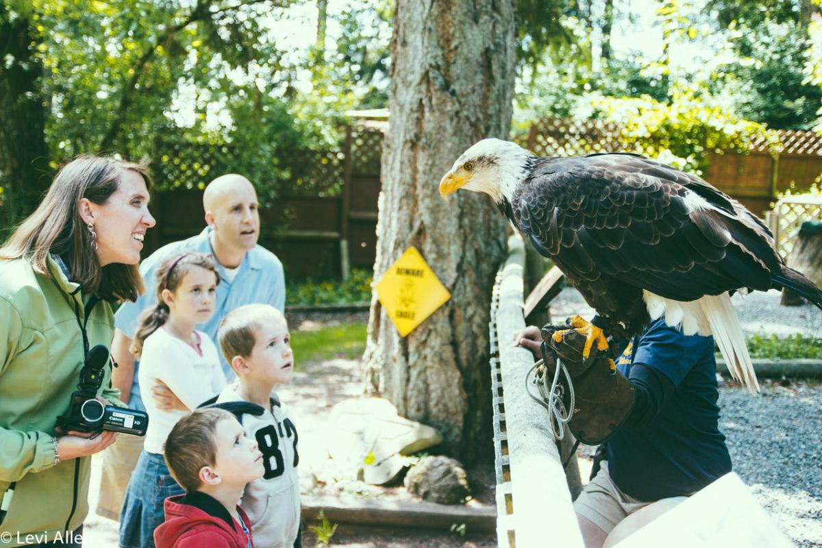 Birds Of Prey, Duncan Birds of Prey, Raptors, Duncan Raptors, Cowichan Valley Activities, Vancouver Island Birds Of Prey, Raptors,