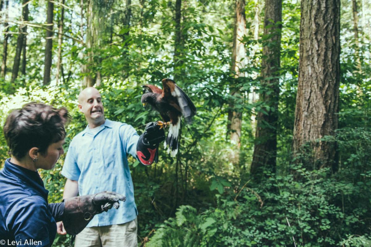 Birds Of Prey, Duncan Birds of Prey, Raptors, Duncan Raptors, Cowichan Valley Activities, Vancouver Island Birds Of Prey, Raptors,