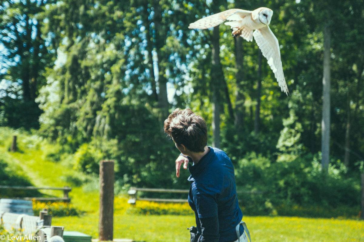 Birds Of Prey, Duncan Birds of Prey, Raptors, Duncan Raptors, Cowichan Valley Activities, Vancouver Island Birds Of Prey, Raptors,