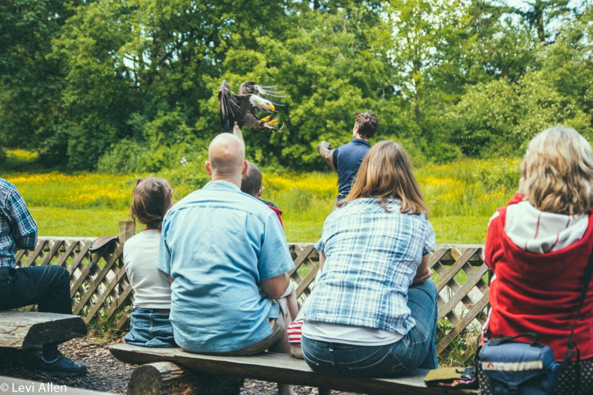 Birds Of Prey, Duncan Birds of Prey, Raptors, Duncan Raptors, Cowichan Valley Activities, Vancouver Island Birds Of Prey, Raptors,