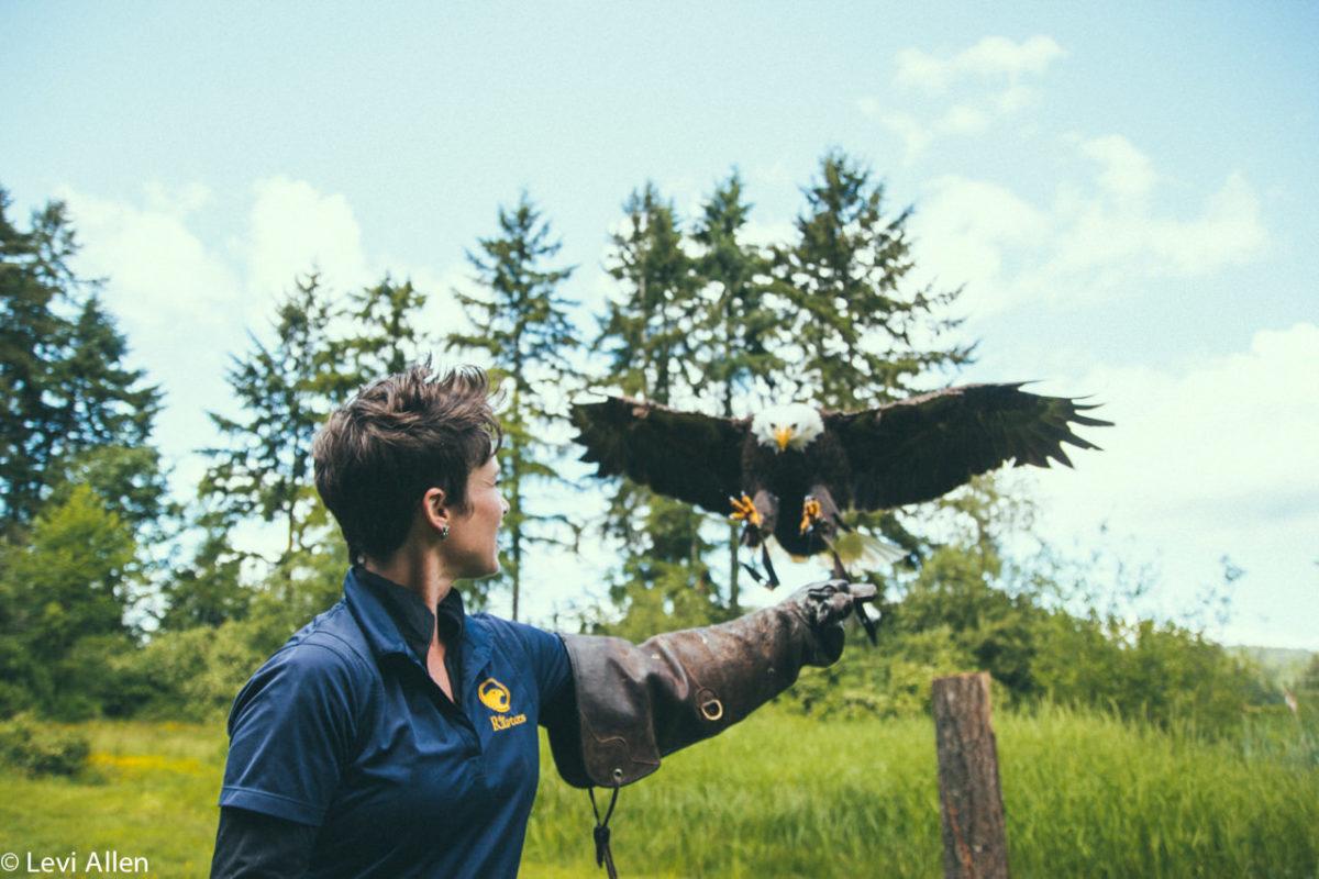 Birds Of Prey, Duncan Birds of Prey, Raptors, Duncan Raptors, Cowichan Valley Activities, Vancouver Island Birds Of Prey, Raptors,