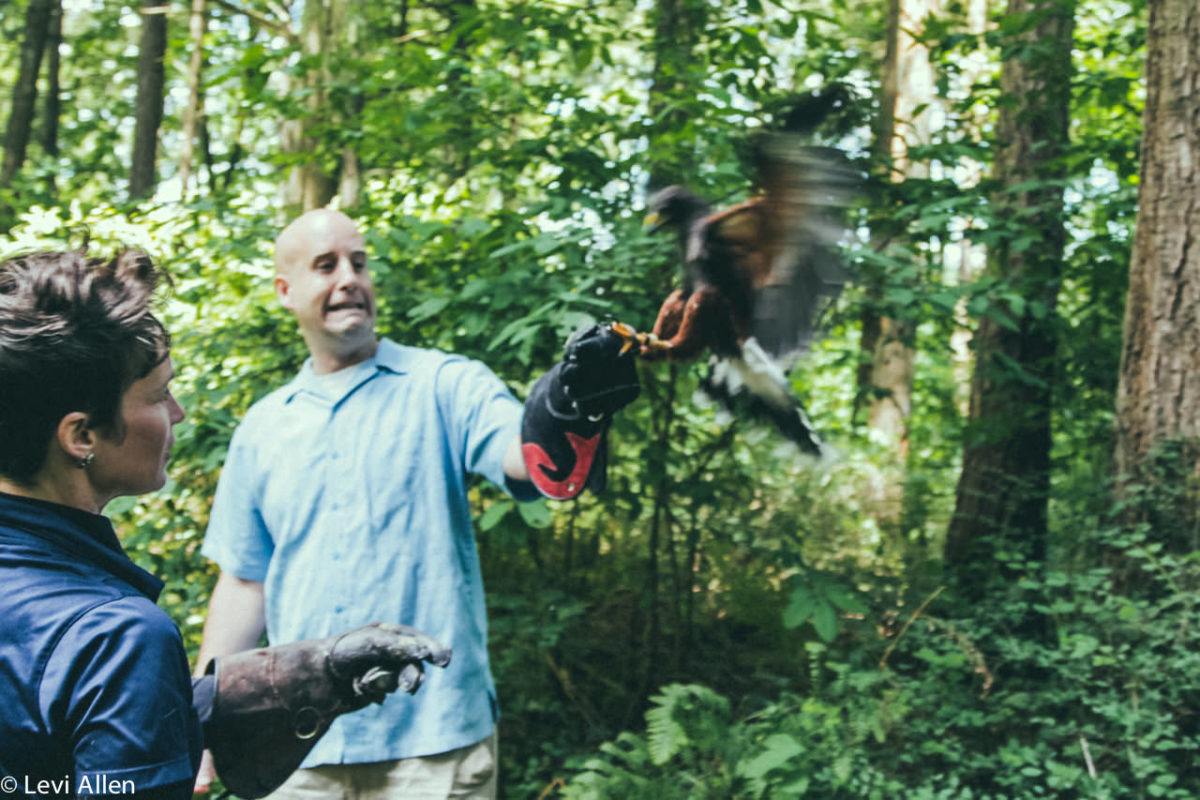 Birds Of Prey, Duncan Birds of Prey, Raptors, Duncan Raptors, Cowichan Valley Activities, Vancouver Island Birds Of Prey, Raptors,