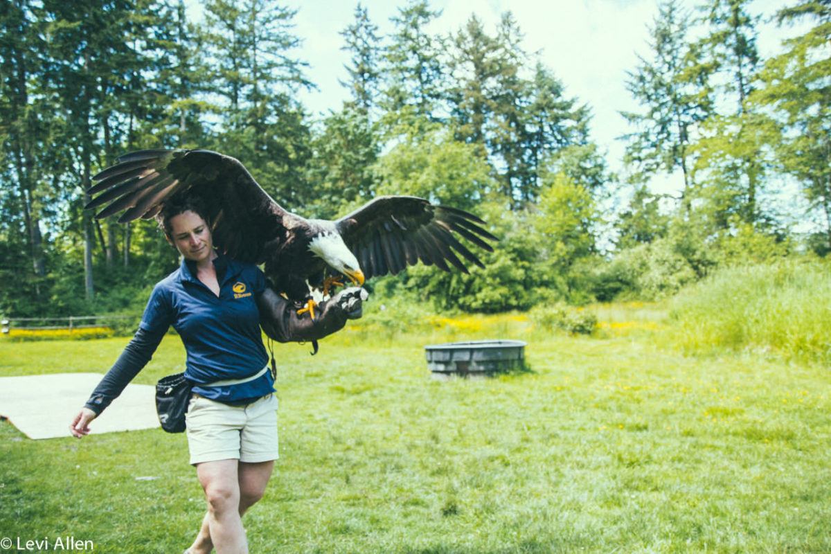 Birds Of Prey, Duncan Birds of Prey, Raptors, Duncan Raptors, Cowichan Valley Activities, Vancouver Island Birds Of Prey, Raptors,