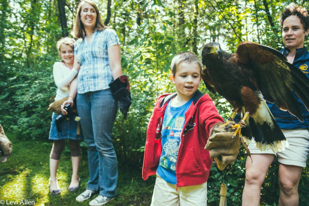 Vancouver Island The Raptors Birds Of Prey