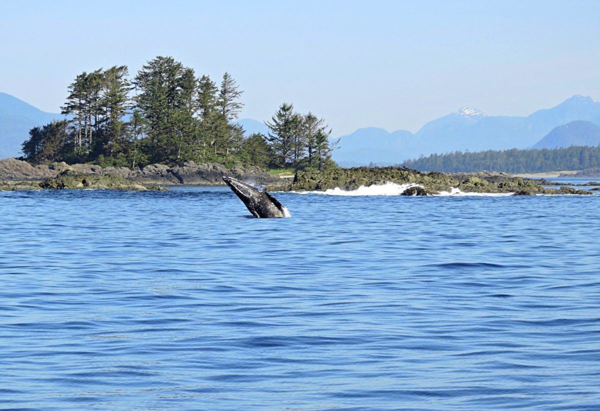 Tofino Hot Springs Cove Tours, Tofino whale watching, West Coast Aquatic Safaris, Hot Springs Tour, Tofino Whales