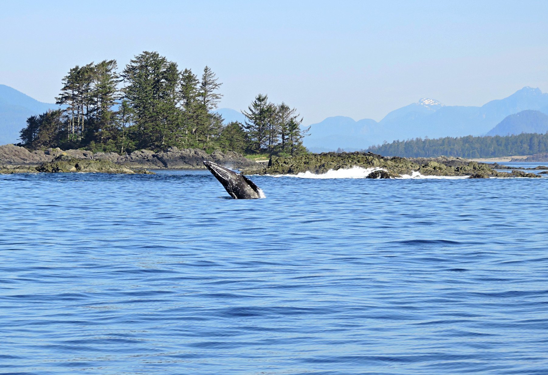 Tofino whale watching, West Coast Aquatic Safaris, Hot Springs Tour, Tofino Whales