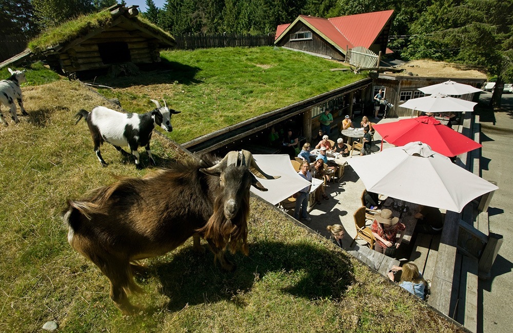 Goats on the roof, Goats on the roof in coombs, Goats in coombs, goats on the roof in coombs