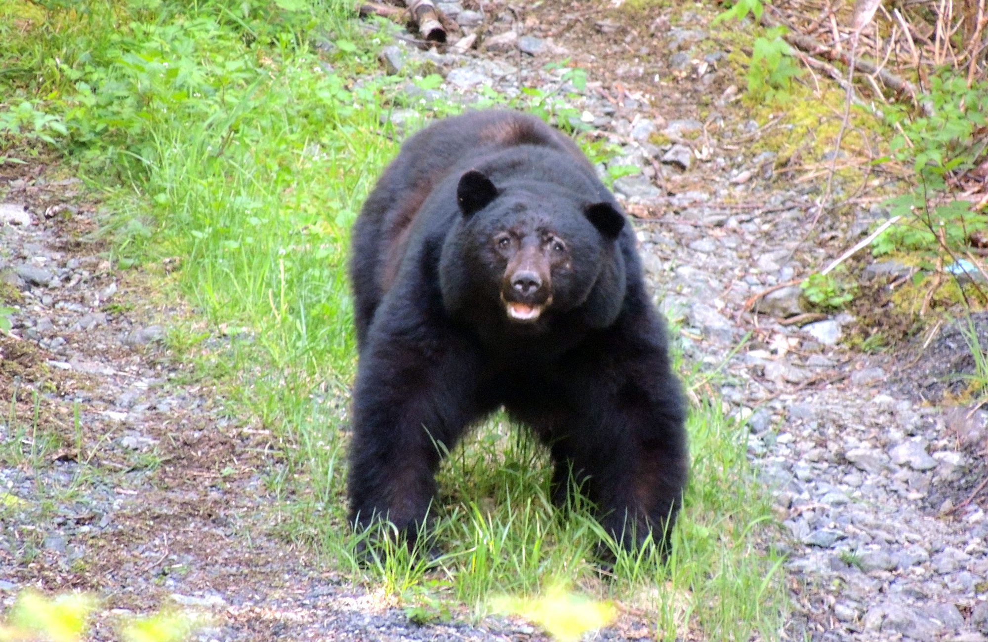 Tofino Bear