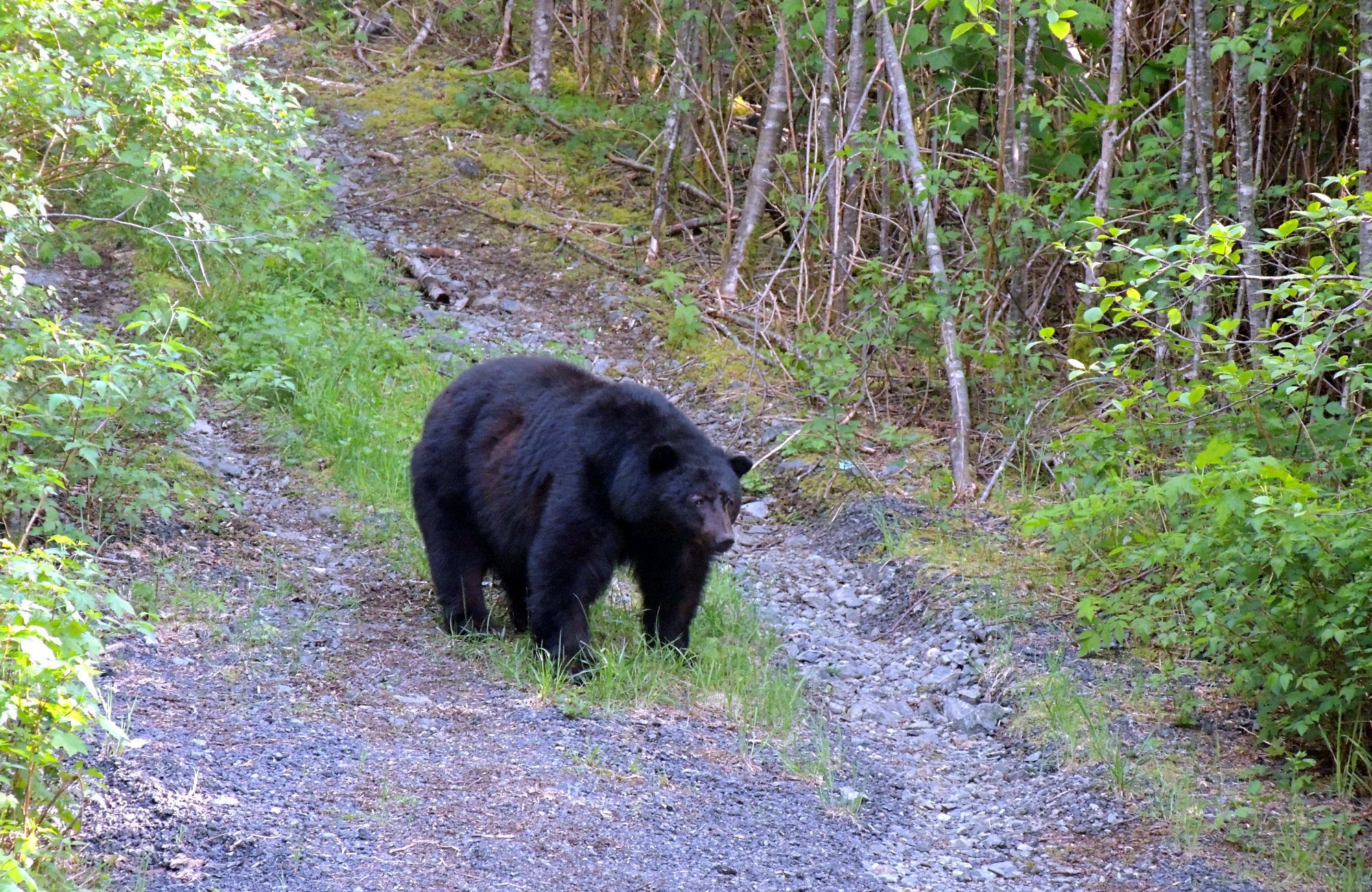 Tofino Black Bear, Vancouver Island bears