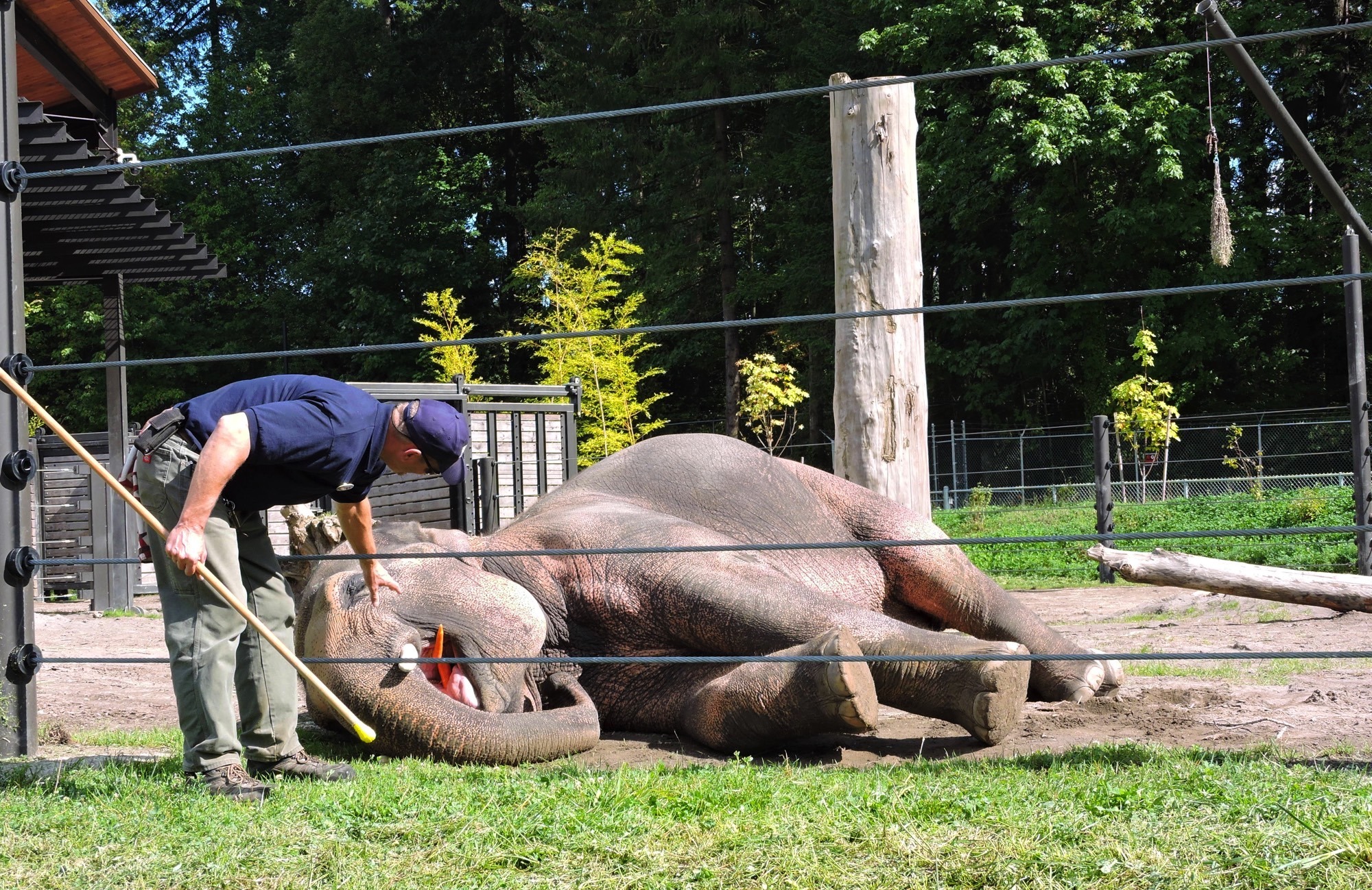 oregon-zoo-elephant-training