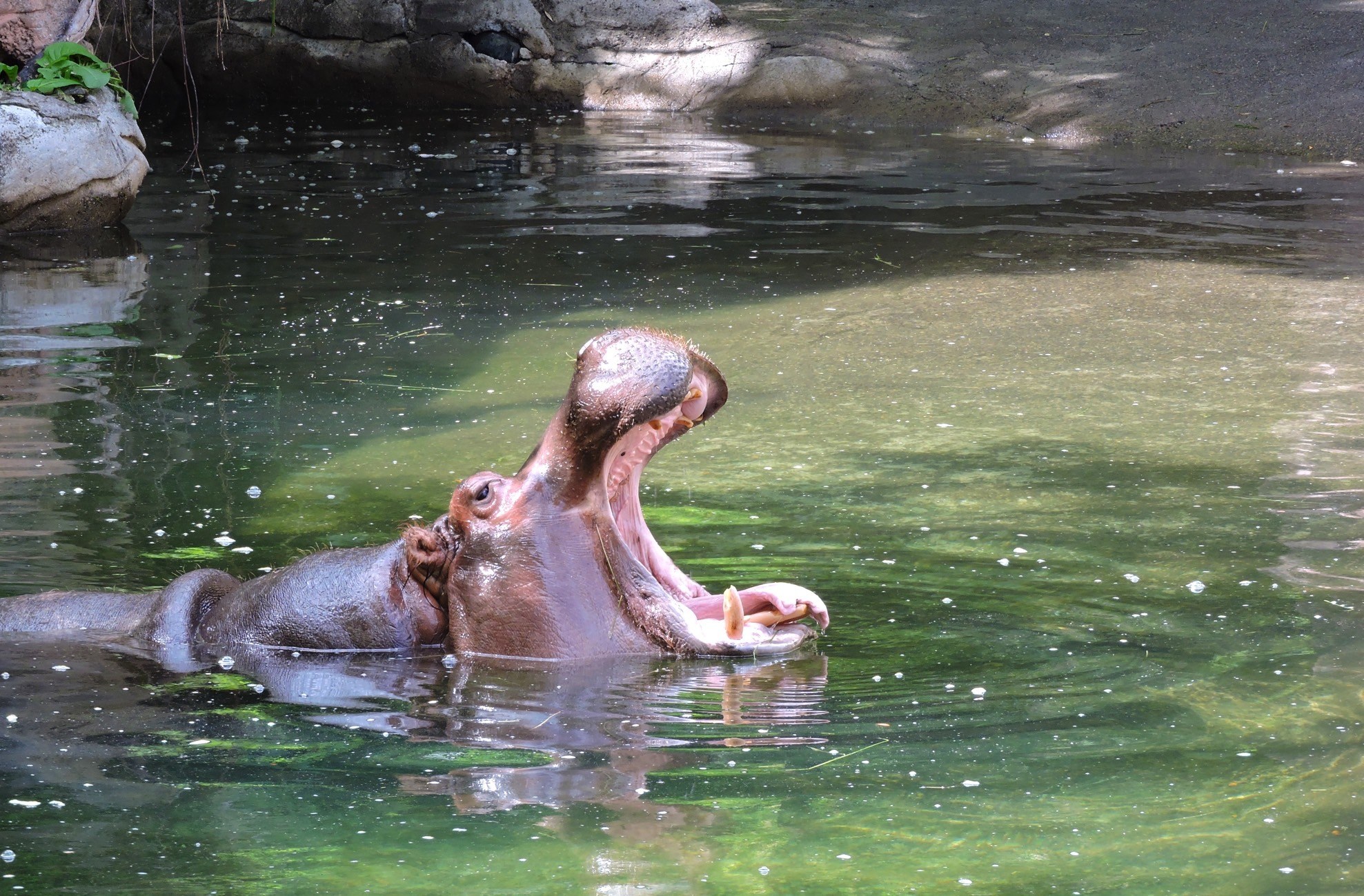 Oregon Zoo, Hippo mouth open