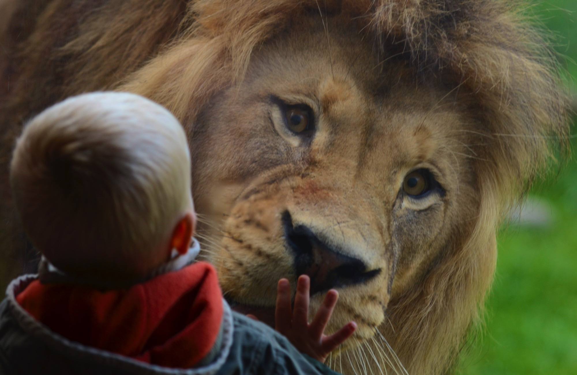 Zuwadi the male African lion visits with children in the Predators of the Serengeti habitat at the Oregon Zoo. © Oregon Zoo / photo by Michael Durham.