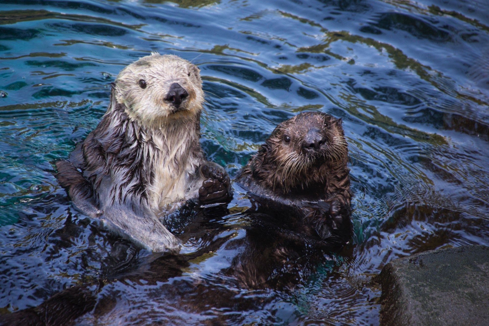Sea otters Thelma (lighter head) and Juno interact in Steller Cove. ©Oregon Zoo/ Photo by Shervin Hess