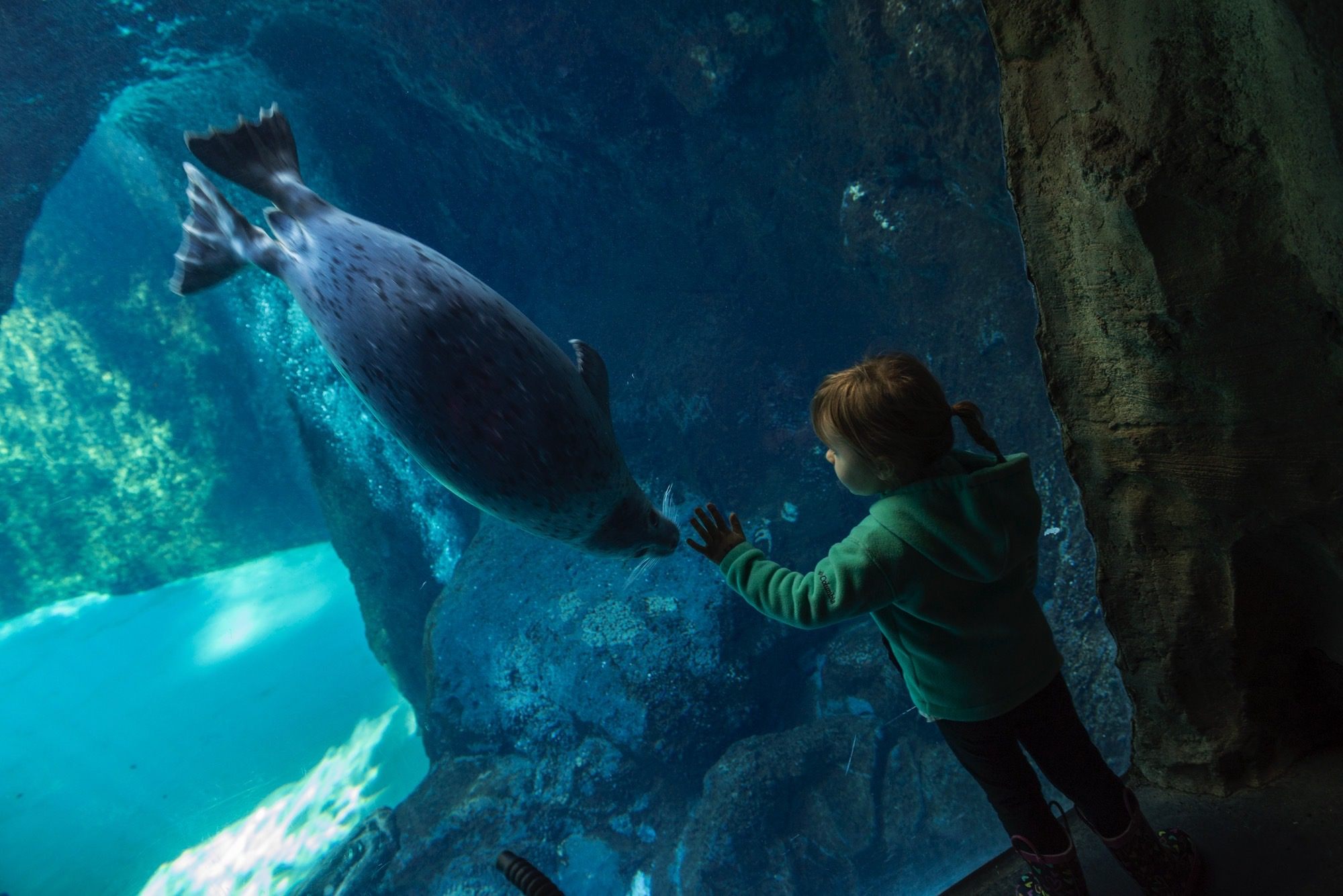 Oregon Zoo, Seals, Portland Zoo