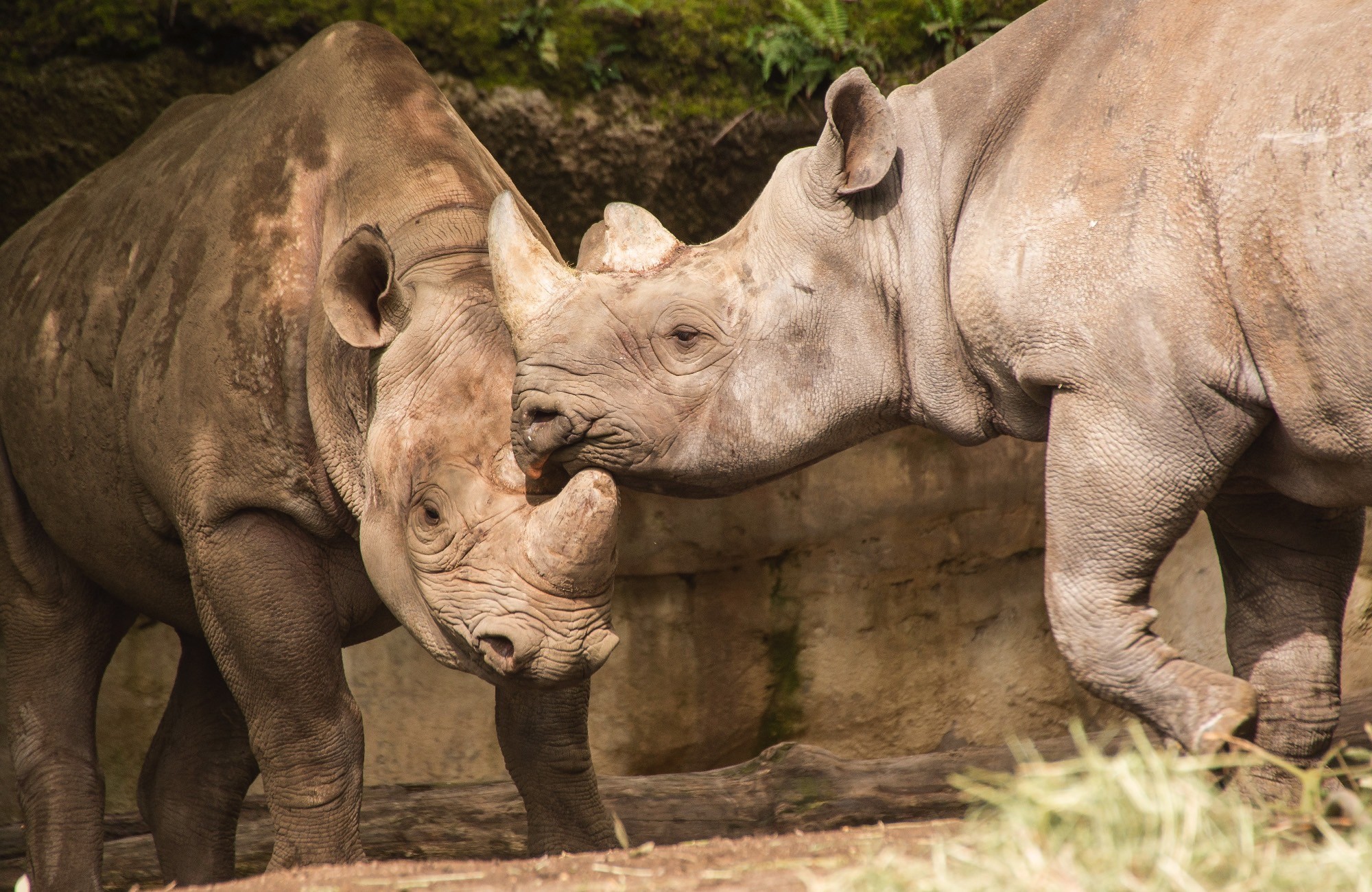 Endangered Black rhinos, Zuri (left) and Ruka in the African Savanna habitat at the Oregon Zoo. ©Oregon Zoo / Photo by Michael Durham