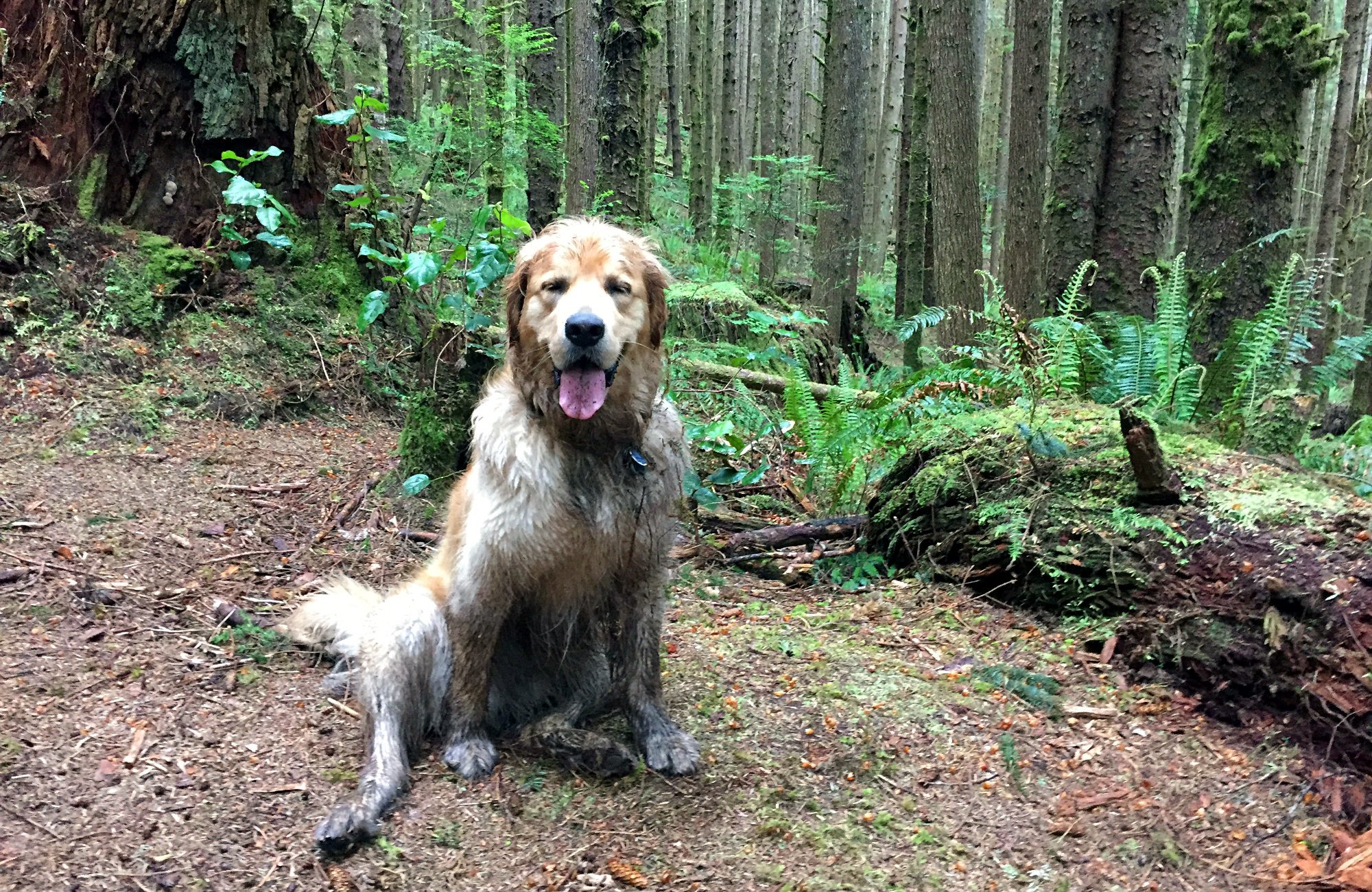 Mystic Beach, Mystic, Mystic beach Camping, Directions to mystic beach, Mystic beach swing, mystic beach waterfall, mystic beach trail head, Juan de Fuca, Sooke beaches, Sooke hiking