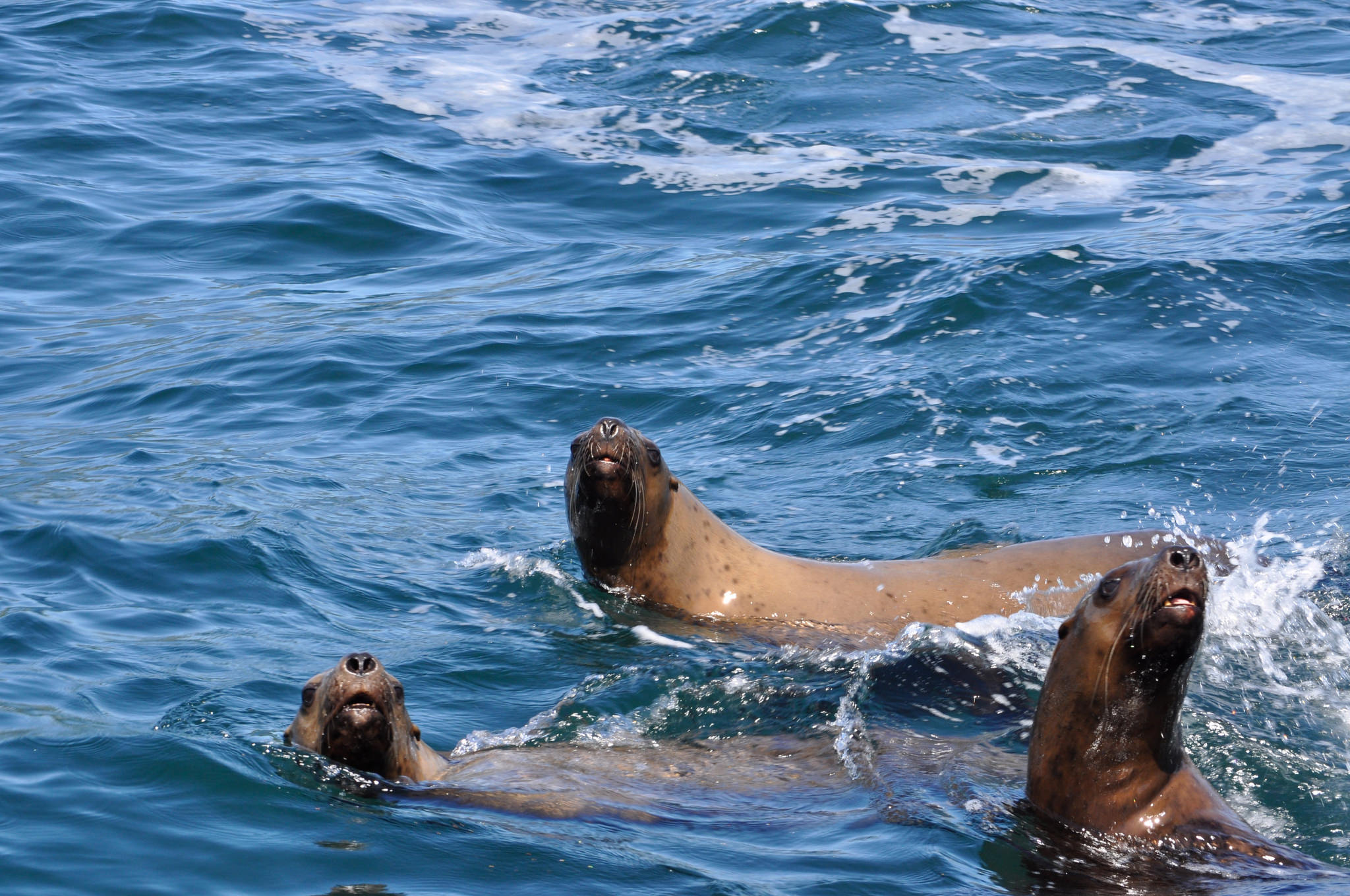 Port Renfrew, Wild Renfrew, Orca Spirit, Port Renfrew Tours, Wild Renfrew Adventure Centre, Juan De Fuca Trail, Port Renfrew Whale Watching, Port Renfrew Ocean Tours