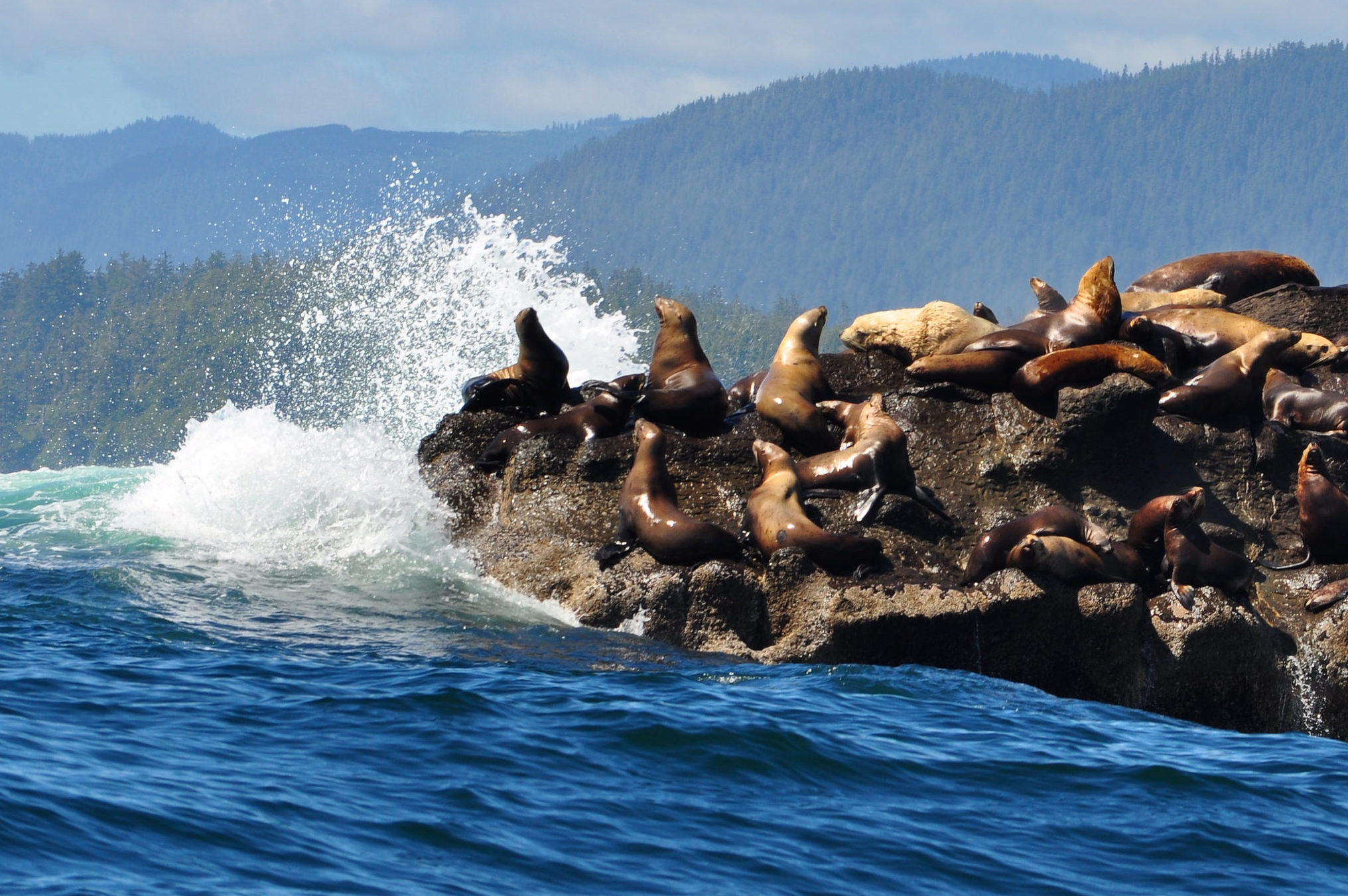 Port Renfrew, Wild Renfrew, Orca Spirit, Port Renfrew Tours, Wild Renfrew Adventure Centre, Juan De Fuca Trail, Port Renfrew Whale Watching, Port Renfrew Ocean Tours